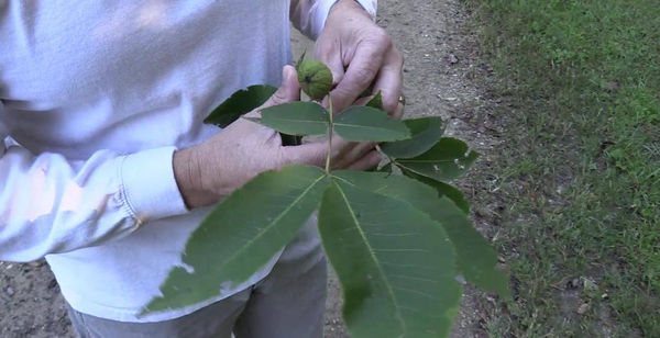 Tree ID - Pignut Hickory